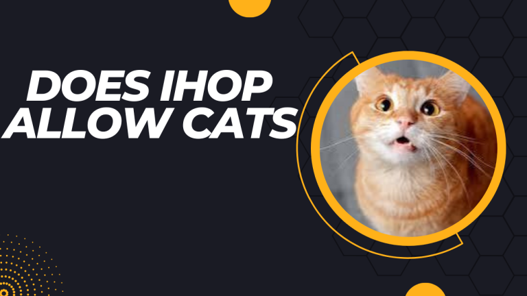 Does IHOP Allow Cats? An In-Depth Look at the Pawlicies